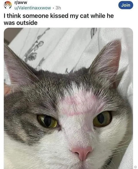 Someone Kissed My Cat