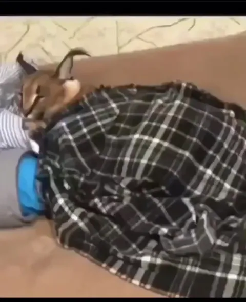Let Floppa Rest