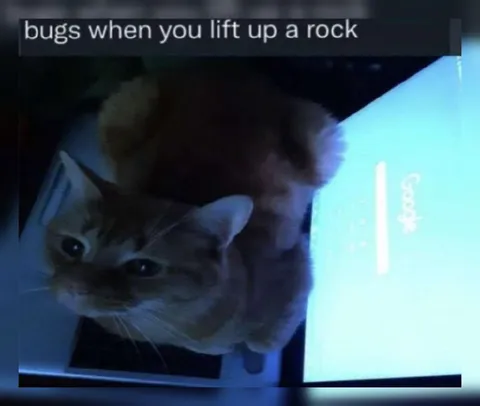 Bugs When You Lift a Rock