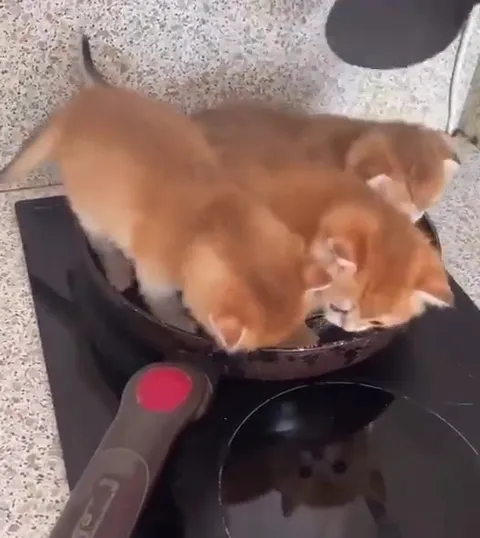 Котята жарятся на сковороде