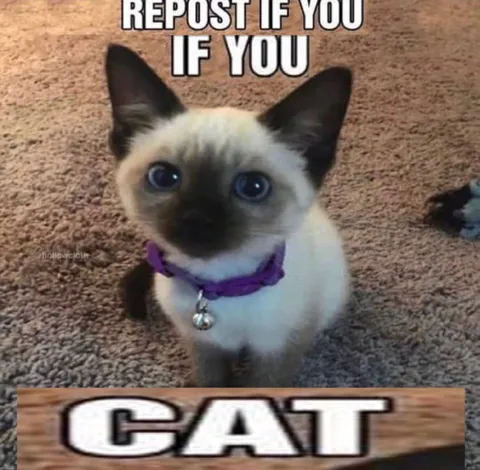 Repost If You Love Cats