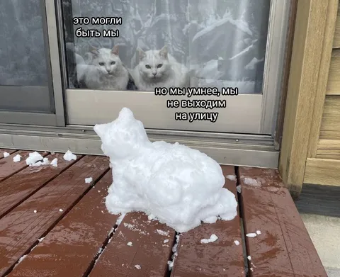 Коты не выходят на улицу