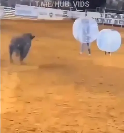 Bull vs Inflatable Balls