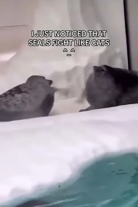 Seals Fight Like Cats