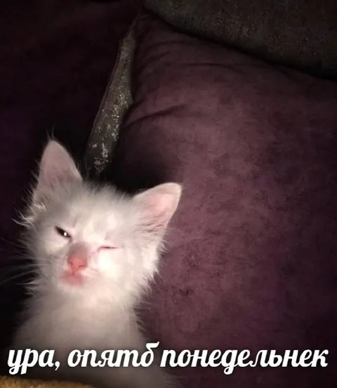 Ура, опять понедельник