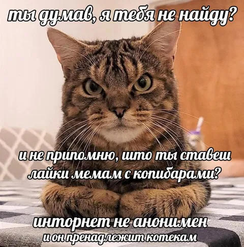Интернет принадлежит котекам