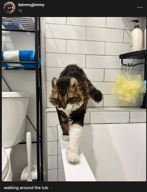 Cat Walking Around the Tub