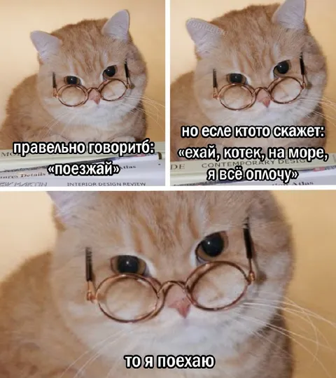 Кот поедет на море