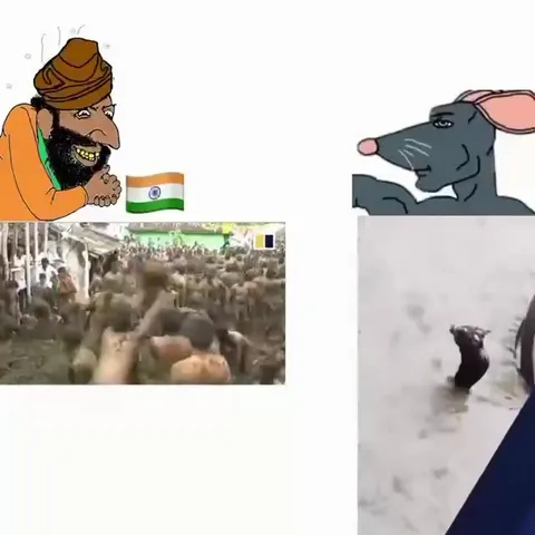 Cow Dung Battle Versus Rat