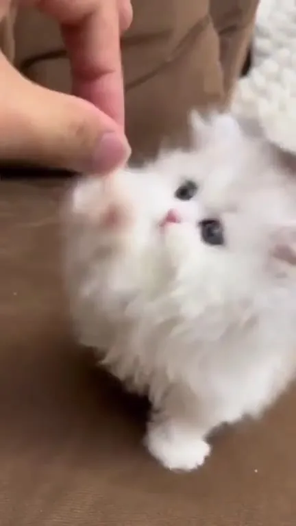 Котёнок ловит палец