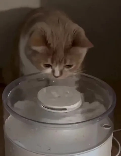 Кот пьёт из фонтана