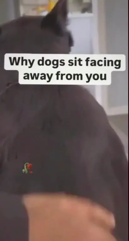 Why Dogs Face Away