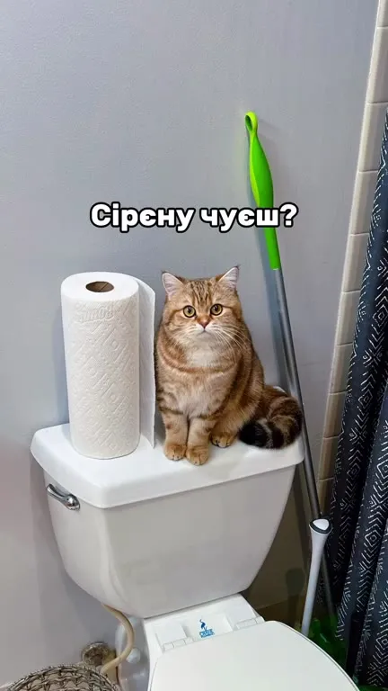 Коти співають про маму