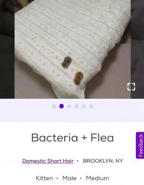 Bacteria and Flea Kitten Listing