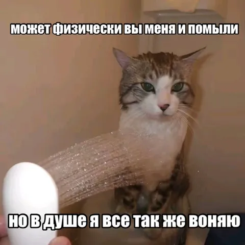 Кот после душа всё равно воняет