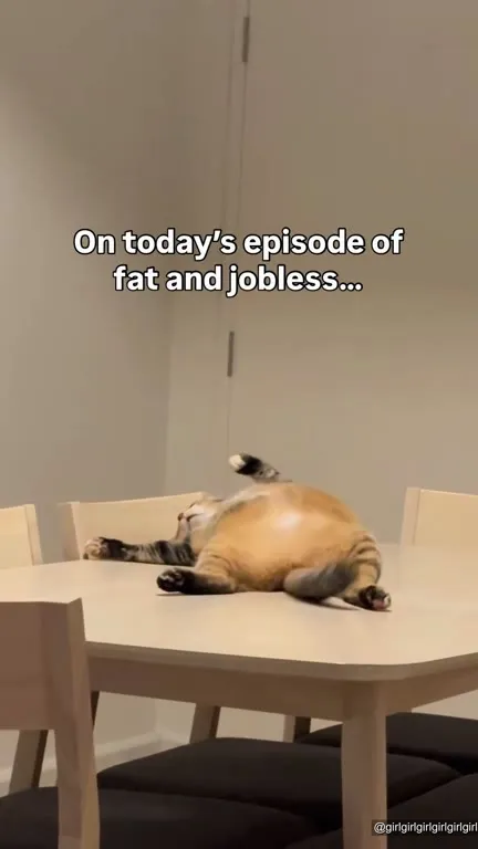 Fat and Jobless Cat Episode