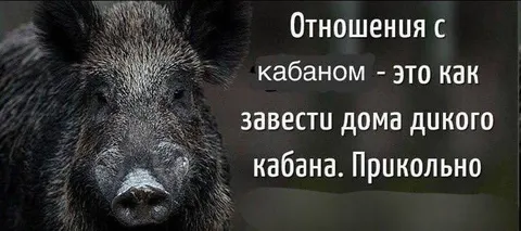 Отношения с диким кабаном