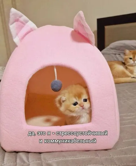 Стрессоустойчивый и коммуникабельный котёнок