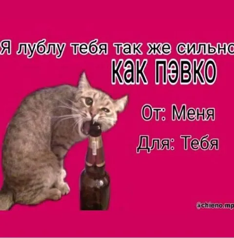 Люблю тебя как пэвко