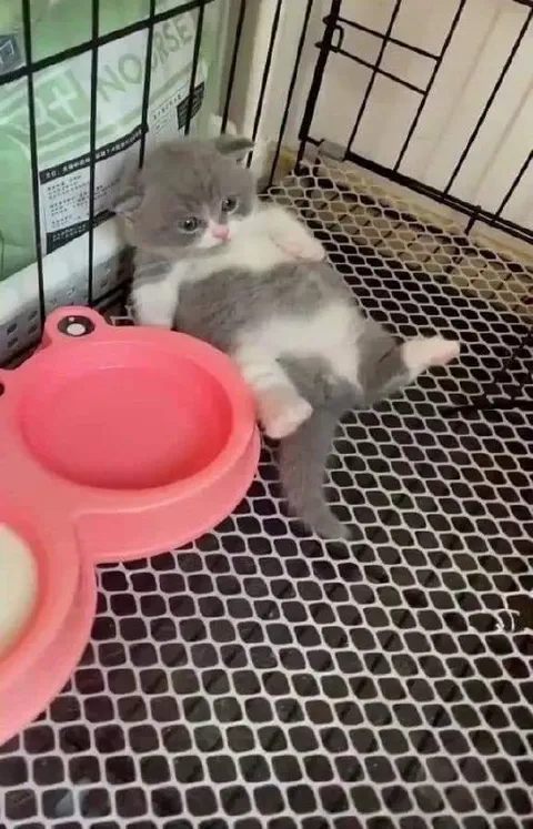 Котик лежит с достоинством