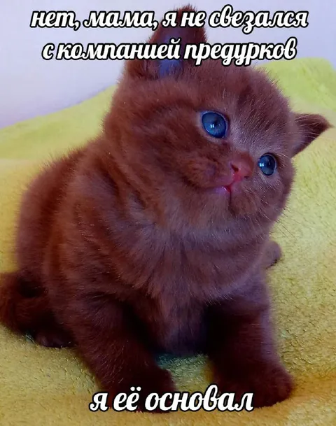 Кот основал компанию придурков