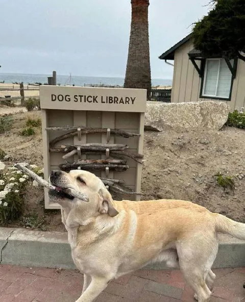 Dog Stick Library
