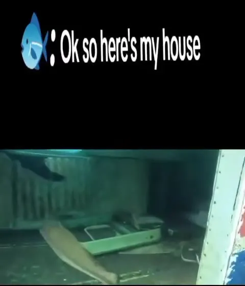 Fish Shows Its Underwater House