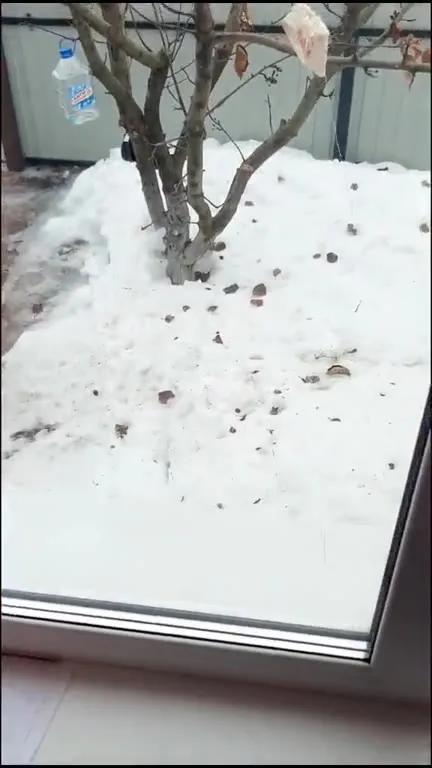 Сало для синичек, но пришёл кот