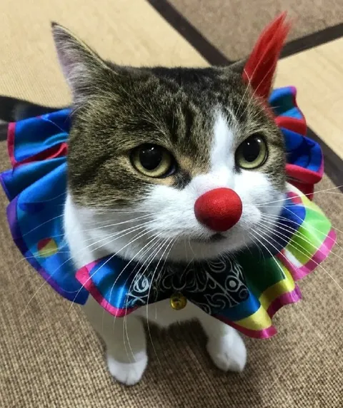 Кот-клоун с красным носом