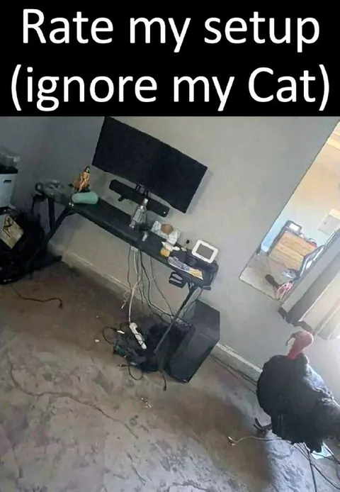 Rate My Setup Cat Included