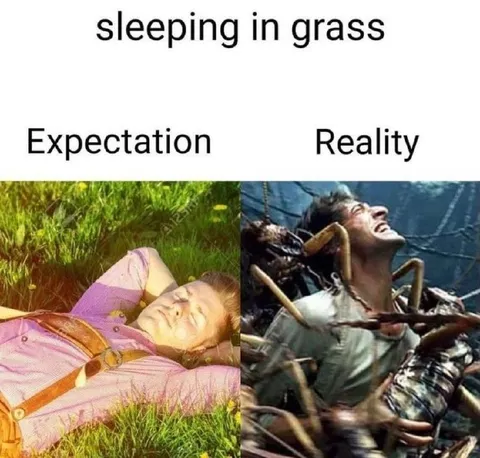 Sleeping in Grass Expectation Reality