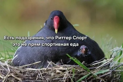 Риттер Спорт — спортивная еда