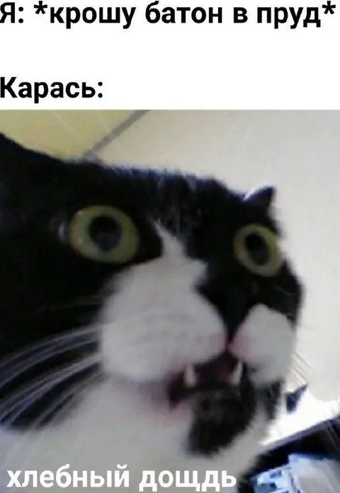 Карась и хлебный дождь