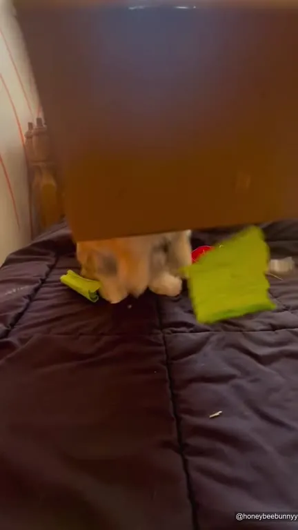 Bunny After Saying Watch This