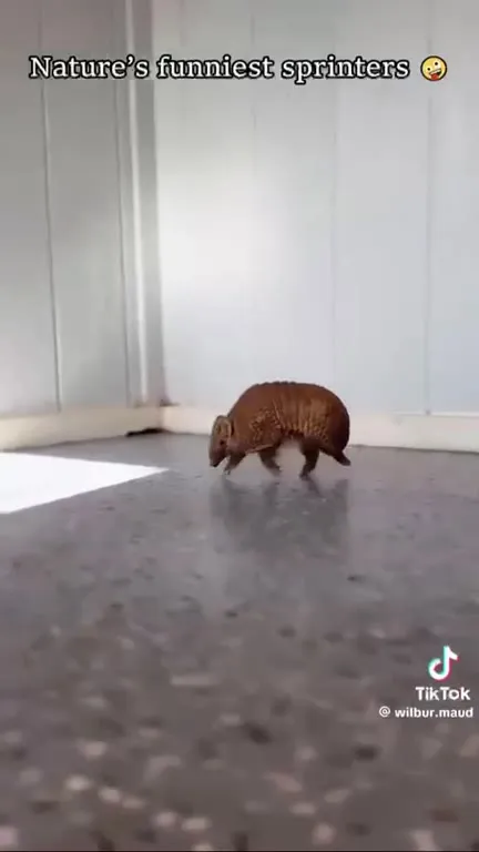 Nature’s Funniest Armadillo Sprinters