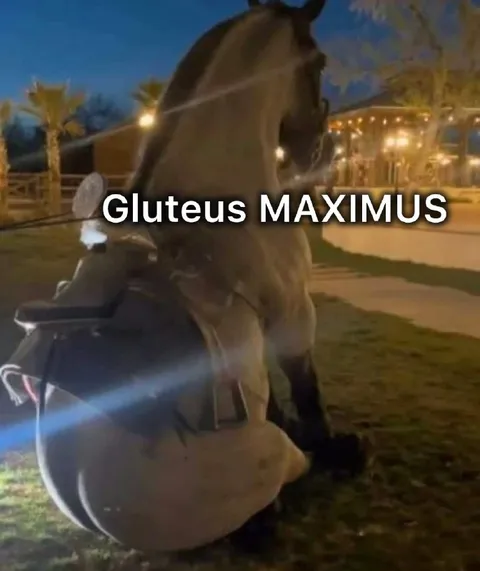 Gluteus Maximus Horse