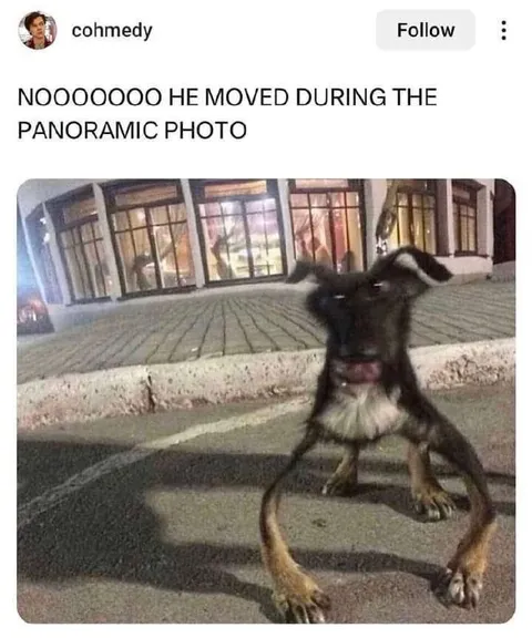 Dog Distorted by Panorama