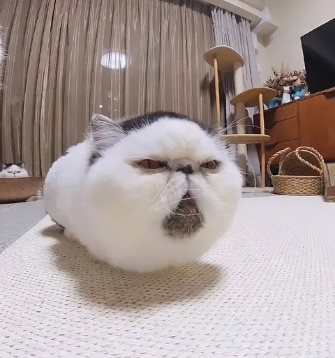 Недовольный круглый кот