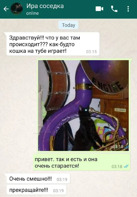 Кошка играет на тубе