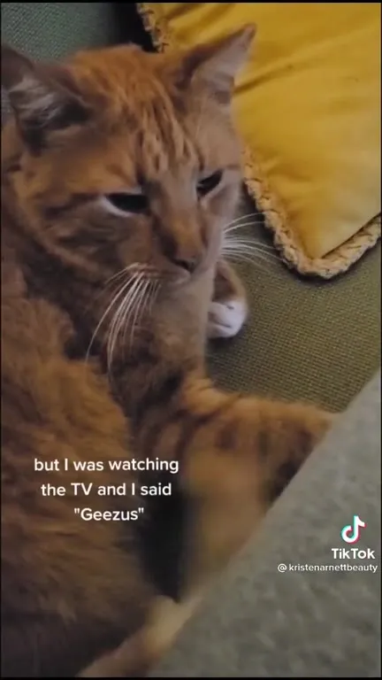Does Anyone Speak Cat?
