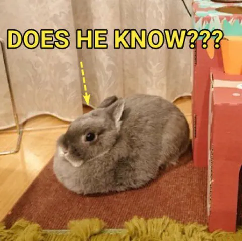 Does He Know Rabbit