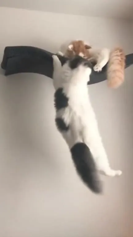 Кот висит на хвосте