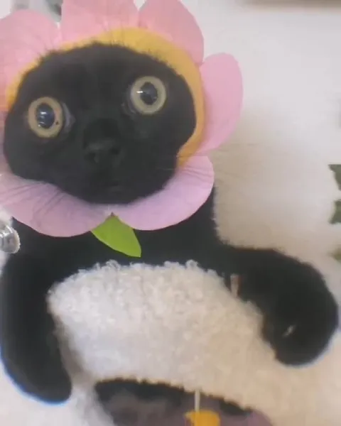 Кот с огромными глазами