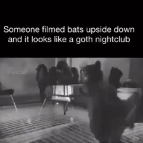 Bats at a Goth Nightclub