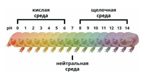 Гусеница на шкале pH