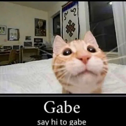 Say Hi to Gabe Cat
