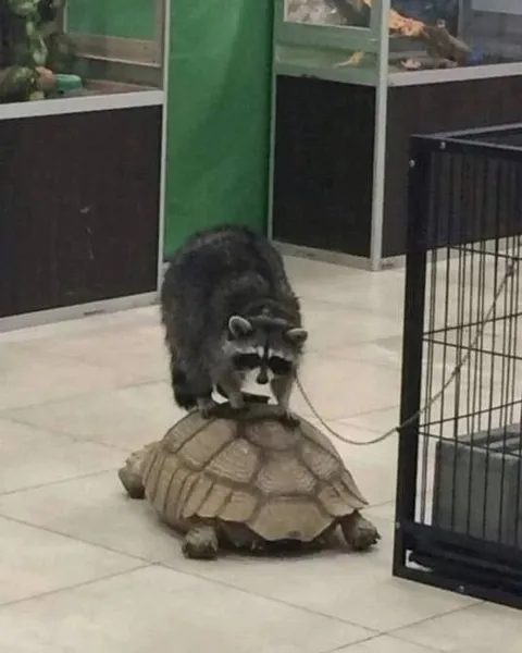 Енот едет на черепахе