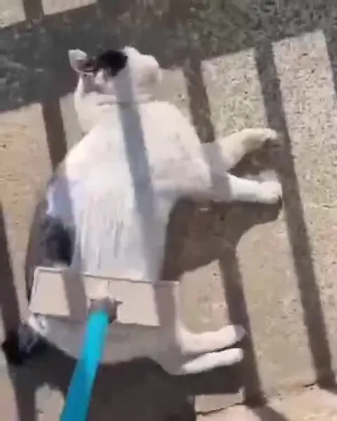 Кота пытаются подмести