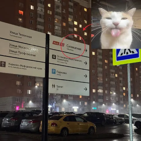 Кот у станции Силикатная