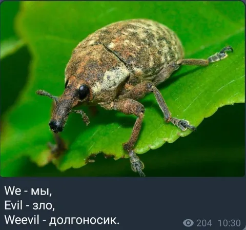 Долгоносик и злые каламбуры